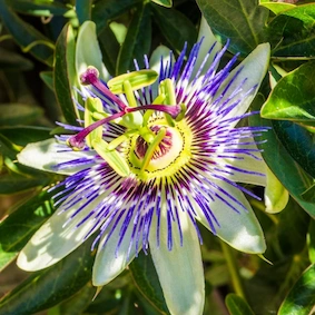 eksotiski-kategorija